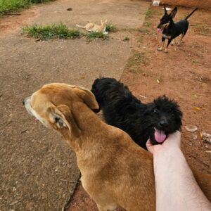 PCGO investiga mulher por abandono de nove cachorros, entre eles, uma cadela prenha