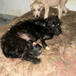 PCGO investiga mulher por abandono de nove cachorros, entre eles, uma cadela prenha