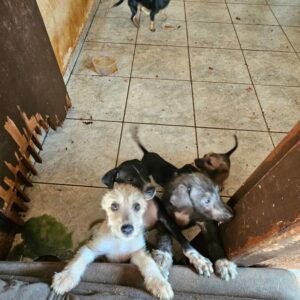 PCGO investiga mulher por abandono de nove cachorros, entre eles, uma cadela prenha