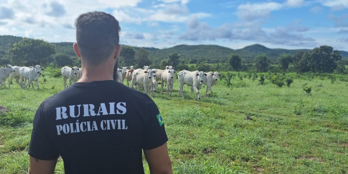 PCGO recupera gado furtado em Araguapaz e evita prejuízo de mais de R$ 50 mil