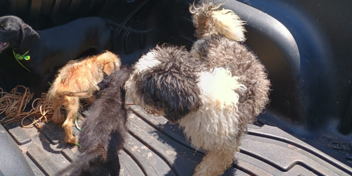 Maus-tratos: Cachorros abandonados há 30 dias são resgatados, em Santo Antônio do Descoberto