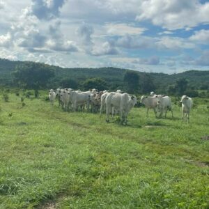 PCGO recupera gado furtado em Araguapaz e evita prejuízo de mais de R$ 50 mil