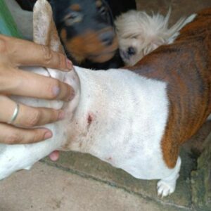 PCGO resgata animais domésticos e silvestres de maus-tratos e prende homem por crimes ambientais