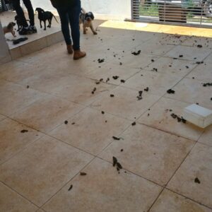 Maus-tratos: Cachorros abandonados há 30 dias são resgatados, em Santo Antônio do Descoberto