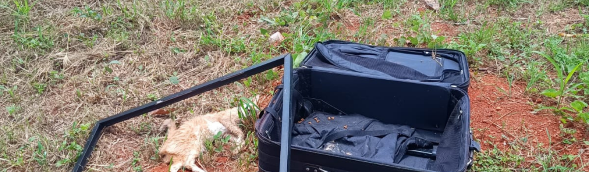 PCGO investiga casal por abandonar vários gatos dentro de uma mala em lote baldio
