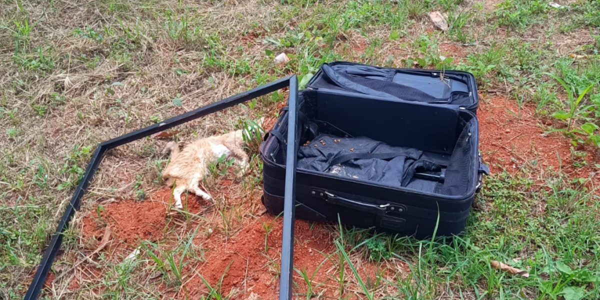 PCGO investiga casal por abandonar vários gatos dentro de uma mala em lote baldio