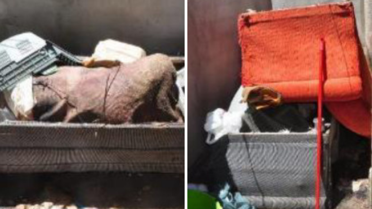 Casal é preso por matar, esquartejar e esconder corpo de vítima dentro de sofá