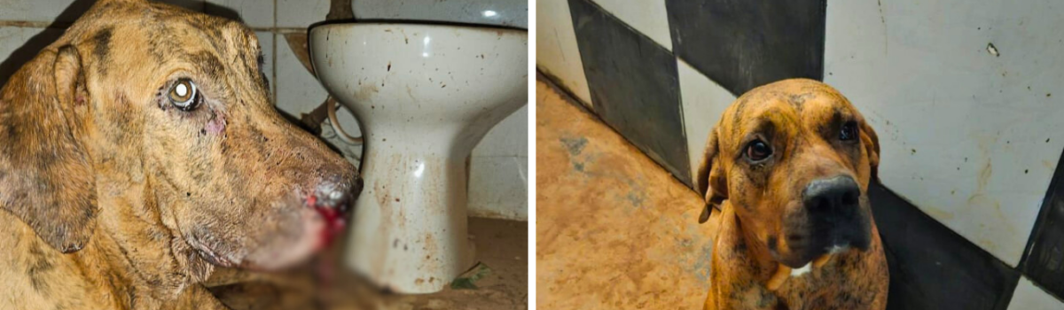 Dono de casa de festa noturna é preso, em flagrante, por maus-tratos a cachorros