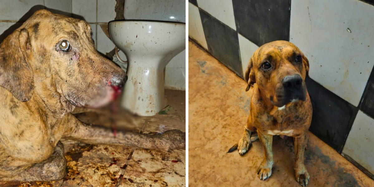 Dono de casa de festa noturna é preso, em flagrante, por maus-tratos a cachorros