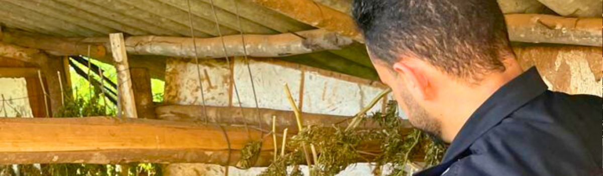 PCGO localiza plantação de maconha e reincidente é preso por tráfico de drogas
