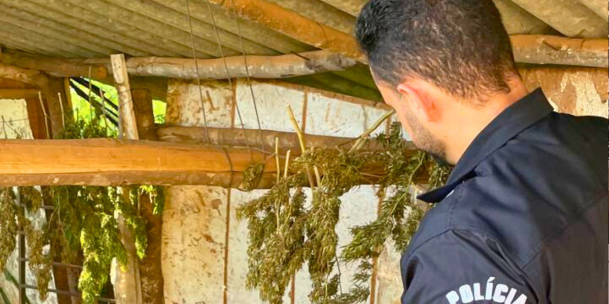 PCGO localiza plantação de maconha e reincidente é preso por tráfico de drogas
