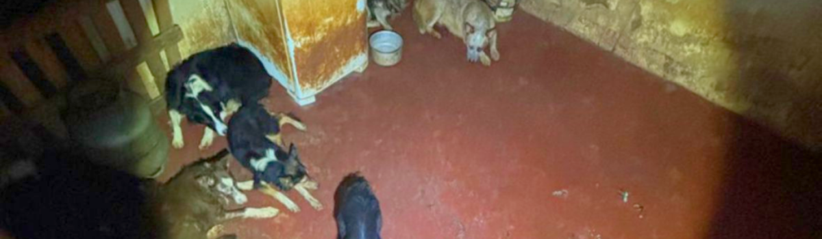PCGO prende adestrador de cachorros por maus-tratos e resgata 12 animais