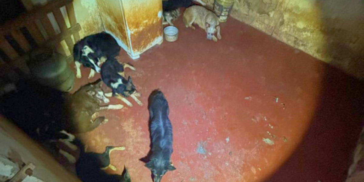 PCGO prende adestrador de cachorros por maus-tratos e resgata 12 animais