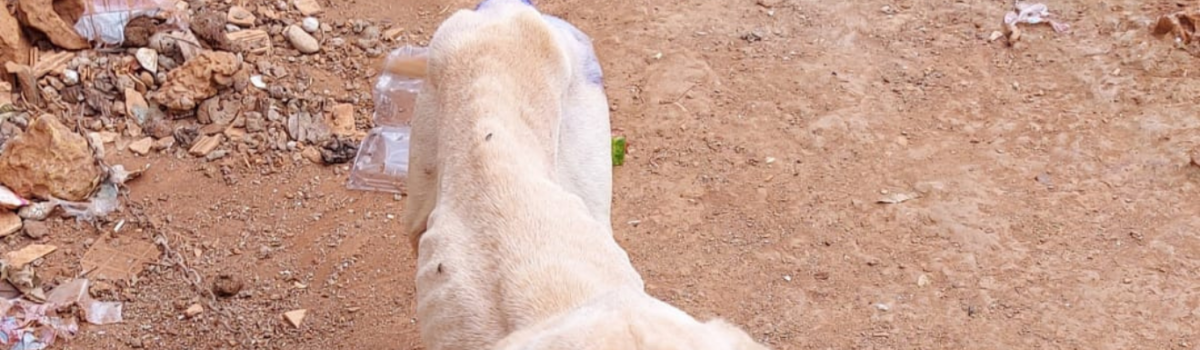 Homem é preso, em flagrante, por maus-tratos a cadela e animal é resgatado, em Luziânia