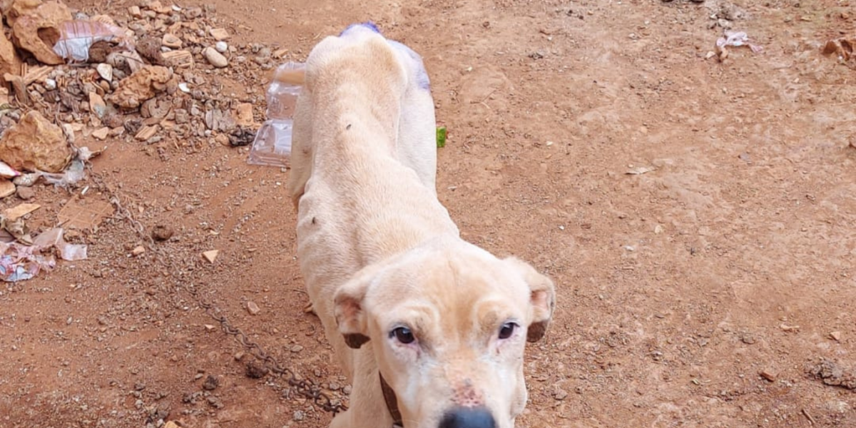 Homem é preso, em flagrante, por maus-tratos a cadela e animal é resgatado, em Luziânia