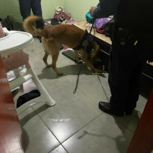 Operação Dissimulo: PCGO desmantela grupo criminoso investigado por tráfico de drogas em Rio Verde e região