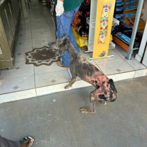 Polícia Civil prende em flagrante autor de maus-tratos a cão em Mundo Novo