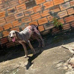 Polícia Civil prende em flagrante autor de maus-tratos a cão em Mundo Novo