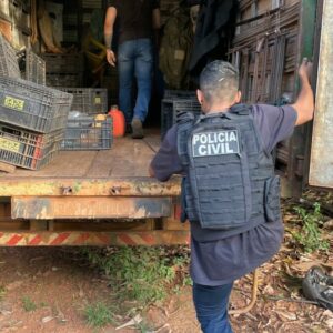 PCGO localiza plantação de maconha e reincidente é preso por tráfico de drogas