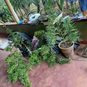 PCGO localiza plantação de maconha e reincidente é preso por tráfico de drogas