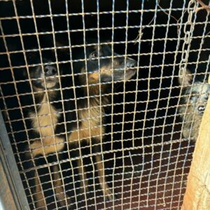 PCGO prende adestrador de cachorros por maus-tratos e resgata 12 animais