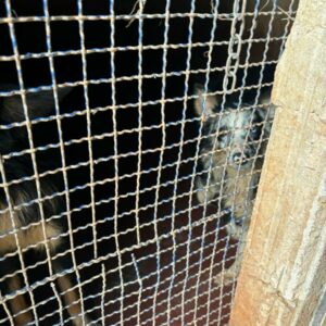 PCGO prende adestrador de cachorros por maus-tratos e resgata 12 animais