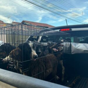 PCGO prende adestrador de cachorros por maus-tratos e resgata 12 animais