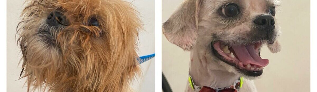 PCGO resgata cães vítimas de maus-tratos em Itaguaru