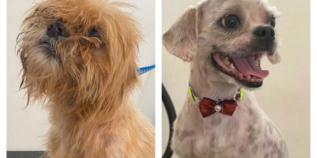 PCGO resgata cães vítimas de maus-tratos em Itaguaru