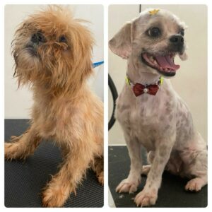 PCGO resgata cães vítimas de maus-tratos em Itaguaru