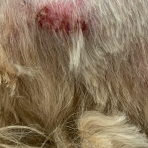 PCGO resgata cães vítimas de maus-tratos em Itaguaru