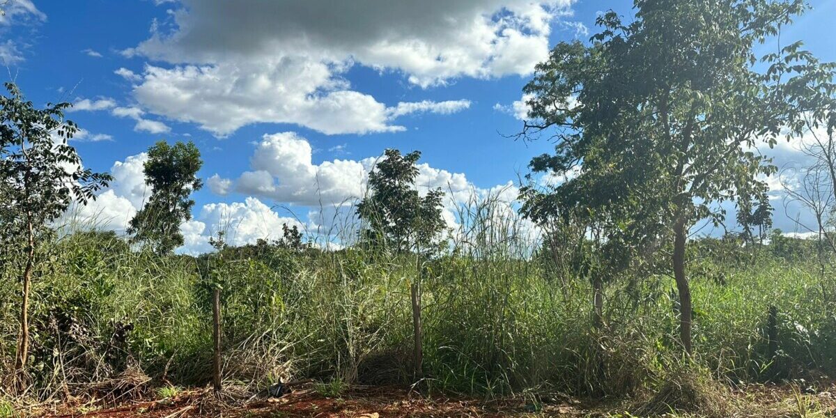 Polícia Civil identifica homem que abandonou gata e filhotes em via pública