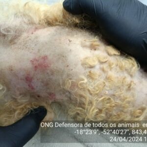 Polícia Civil e ONG resgatam cadela vítima de negligência em Chapadão do Céu