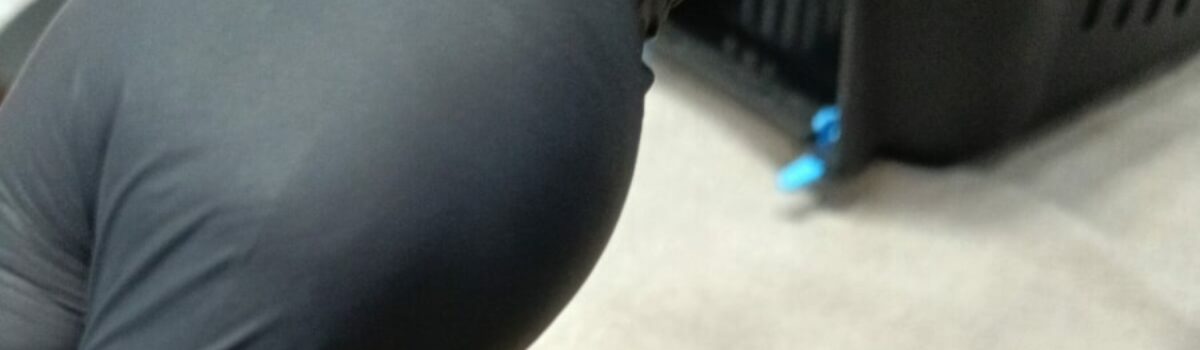 Polícia Civil e ONG resgatam cadela vítima de negligência em Chapadão do Céu