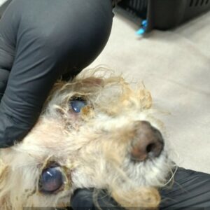 Polícia Civil e ONG resgatam cadela vítima de negligência em Chapadão do Céu