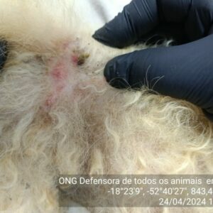 Polícia Civil e ONG resgatam cadela vítima de negligência em Chapadão do Céu