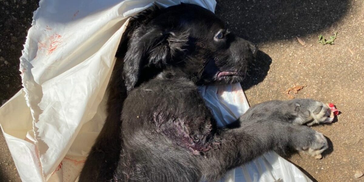 Mulher é presa após enforcar e matar filhote de cachorro em Aparecida de Goiânia