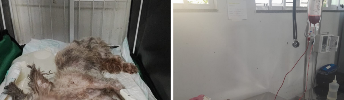 Tutor de cachorro é preso após omissão em tratamento veterinário e animal morrer