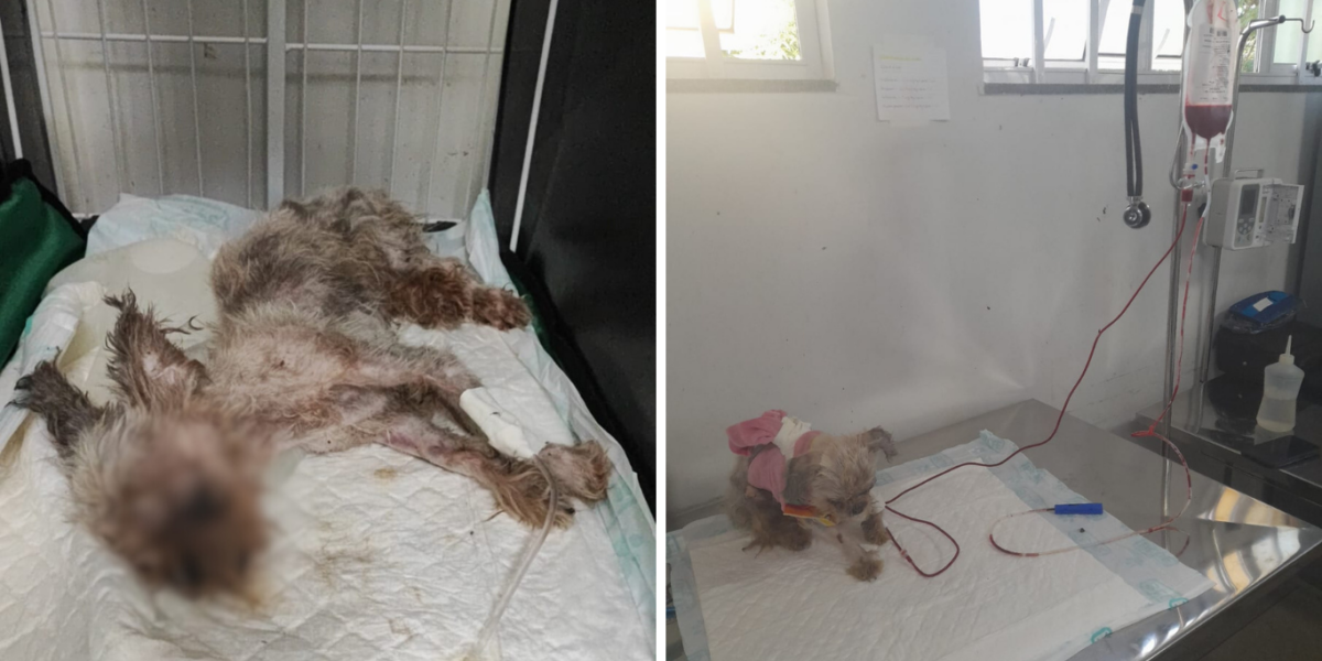 Tutor de cachorro é preso após omissão em tratamento veterinário e animal morrer