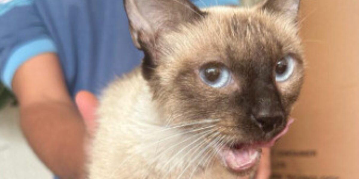 Polícia Civil cumpre busca e apreensão contra vizinho suspeito de atirar pedra e ferir gata