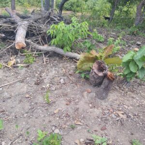 Homem é preso por furtar energia de propriedade alheia, crimes ambientais e porte de arma de fogo, em Monte Alegre