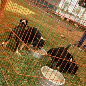 Polícia Civil resgata cachorros abandonados em estrada de Morrinhos e prende tutor