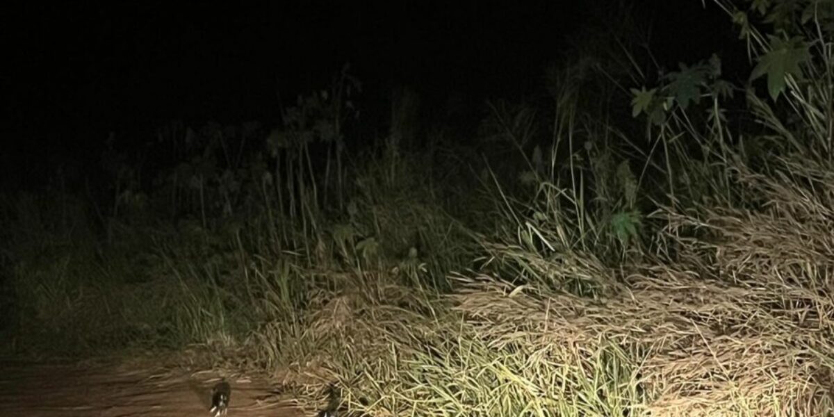 Polícia Civil resgata cachorros abandonados em estrada de Morrinhos e prende tutor