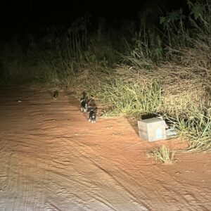 Polícia Civil resgata cachorros abandonados em estrada de Morrinhos e prende tutor