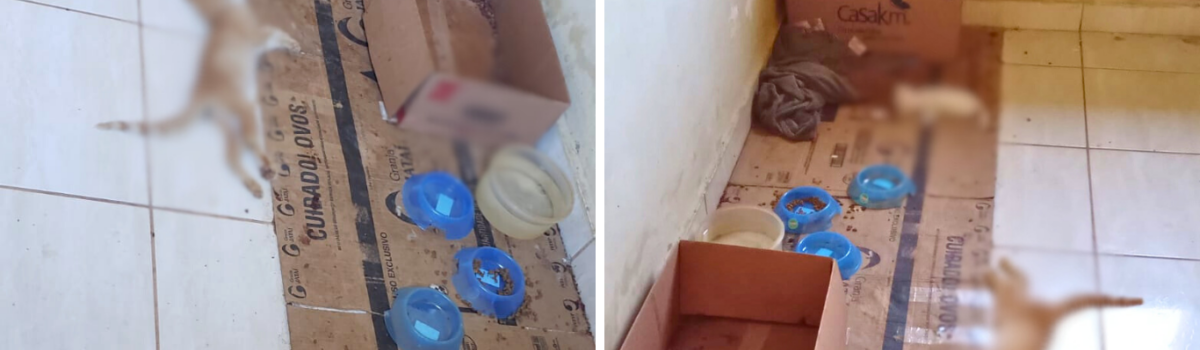 Investigado por maus-tratos é preso em Santo Antônio do Descoberto; animais mortos foram encontrados na residência do homem