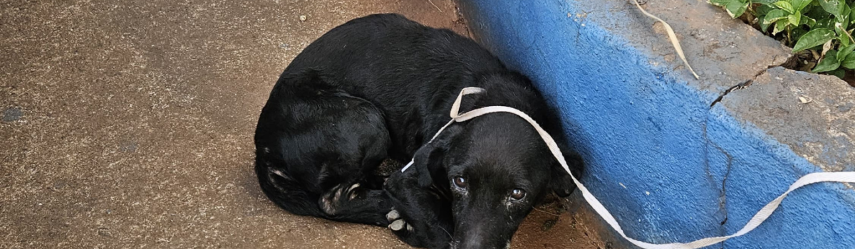 PCGO investiga mulher que abandonou cão idoso em via pública em Goiânia