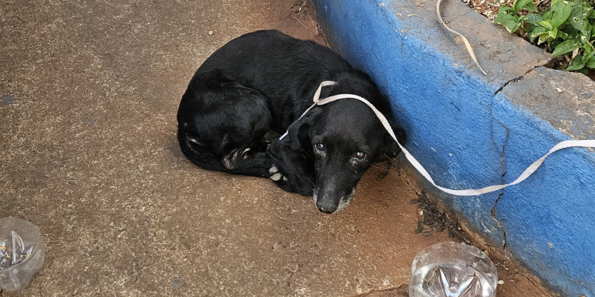 PCGO investiga mulher que abandonou cão idoso em via pública em Goiânia