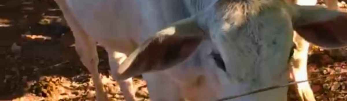 PCGO recupera animais furtados em zona rural de Jaraguá e identifica autores