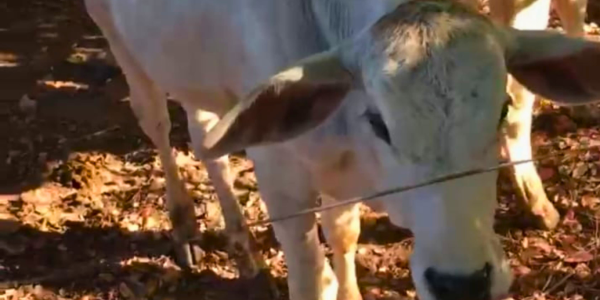 PCGO recupera animais furtados em zona rural de Jaraguá e identifica autores