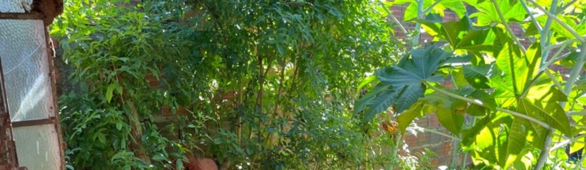 PCGO resgata idoso e investiga irmã e sobrinha por abandono, em Anápolis